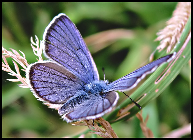 Una scarpa speciale...Plebejus argus